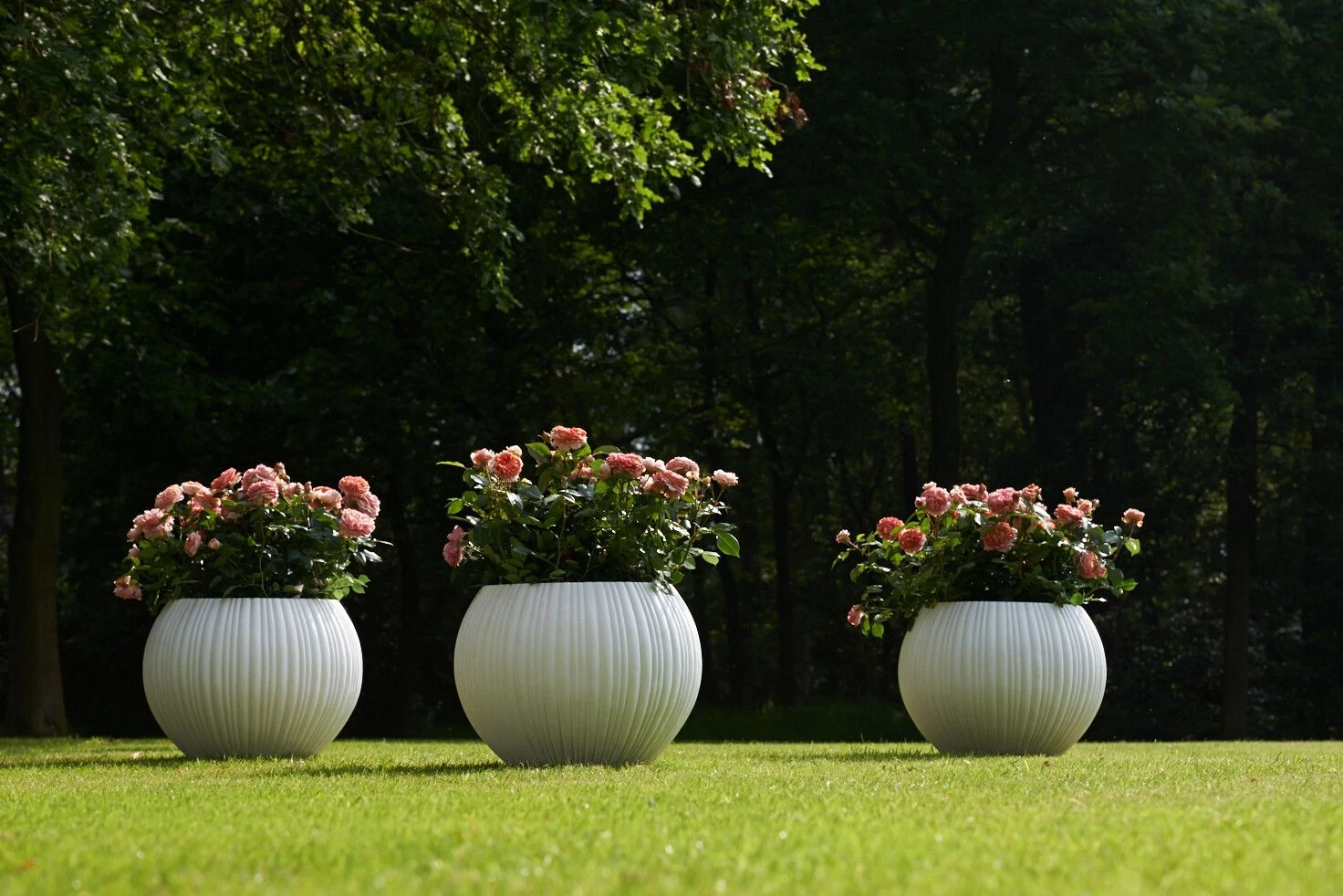 Trosroos 'Leonardo Da Vinci'® 4 Trosroos 'Leonardo Da Vinci'® - Afbeelding 4