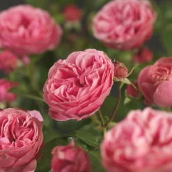 Trosroos 'Leonardo Da Vinci'® 11 Trosroos 'Leonardo Da Vinci'® -Boom Ziel Verkoop rosa leonardo da vinci 5 8717665217194 tuinland