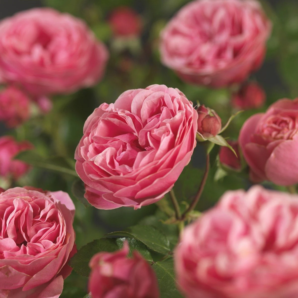 Trosroos 'Leonardo Da Vinci'® 6 Trosroos 'Leonardo Da Vinci'® - Afbeelding 6