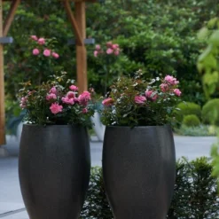 Struikroos 'Line Renaud'® 8 Struikroos 'Line Renaud'® -Boom Ziel Verkoop rosa line renaud 3 8717665415842 tuinland