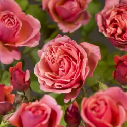 Struikroos 'Line Renaud'® 9 Struikroos 'Line Renaud'® -Boom Ziel Verkoop rosa line renaud 4 8717665415842 tuinland