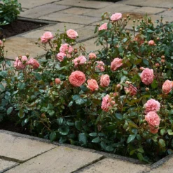 Trosroos 'Natasha Richardson'® 7 Trosroos 'Natasha Richardson'® -Boom Ziel Verkoop rosa natasha richardson 2 8720136131592 tuinland