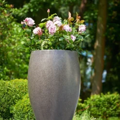 Trosroos 'Natasha Richardson'® 8 Trosroos 'Natasha Richardson'® -Boom Ziel Verkoop rosa natasha richardson 3 8720136131592 tuinland