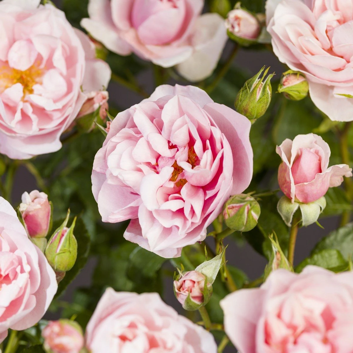 Trosroos 'Natasha Richardson'® 5 Trosroos 'Natasha Richardson'® - Afbeelding 5