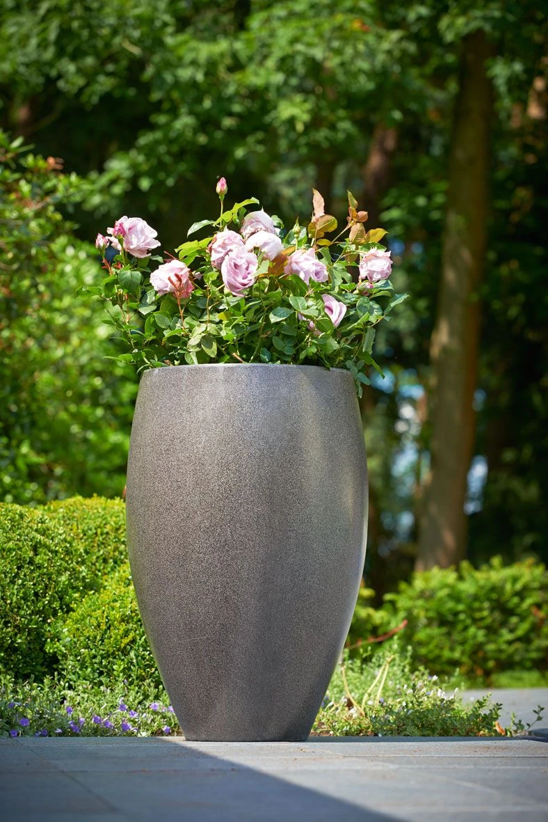 Trosroos 'Nautica'® 3 Trosroos 'Nautica'® - Afbeelding 3