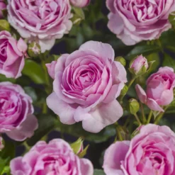 Trosroos 'Nautica'® 7 Trosroos 'Nautica'® -Boom Ziel Verkoop rosa nautica 3 8720136040979 tuinland