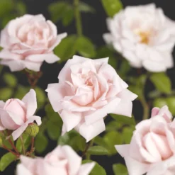 Klimroos 'New Dawn' -Boom Ziel Verkoop rosa new dawn 2 8717665030359 tuinland