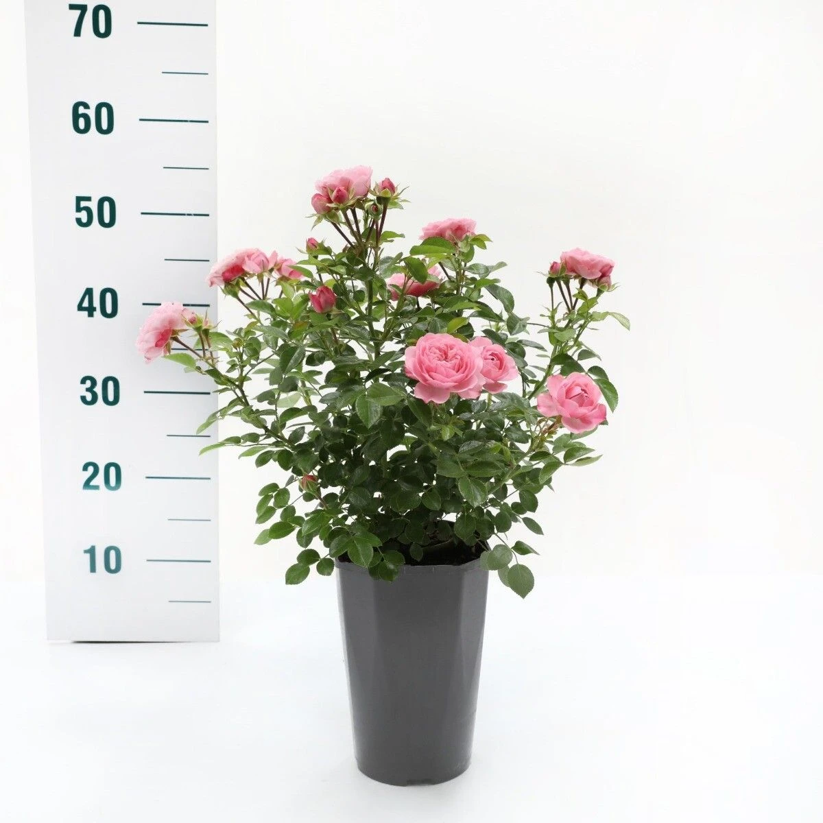 Trosroos 'Rose Meilove'® 2 Trosroos 'Rose Meilove'® - Afbeelding 2