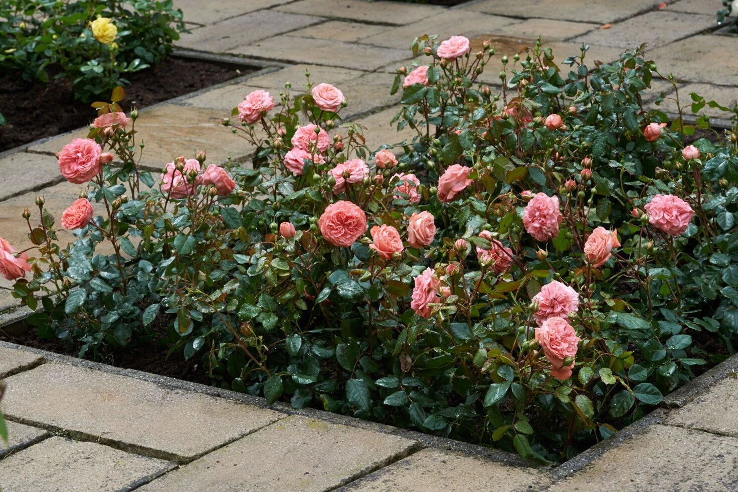 Trosroos 'Rose Meilove'® 3 Trosroos 'Rose Meilove'® - Afbeelding 3