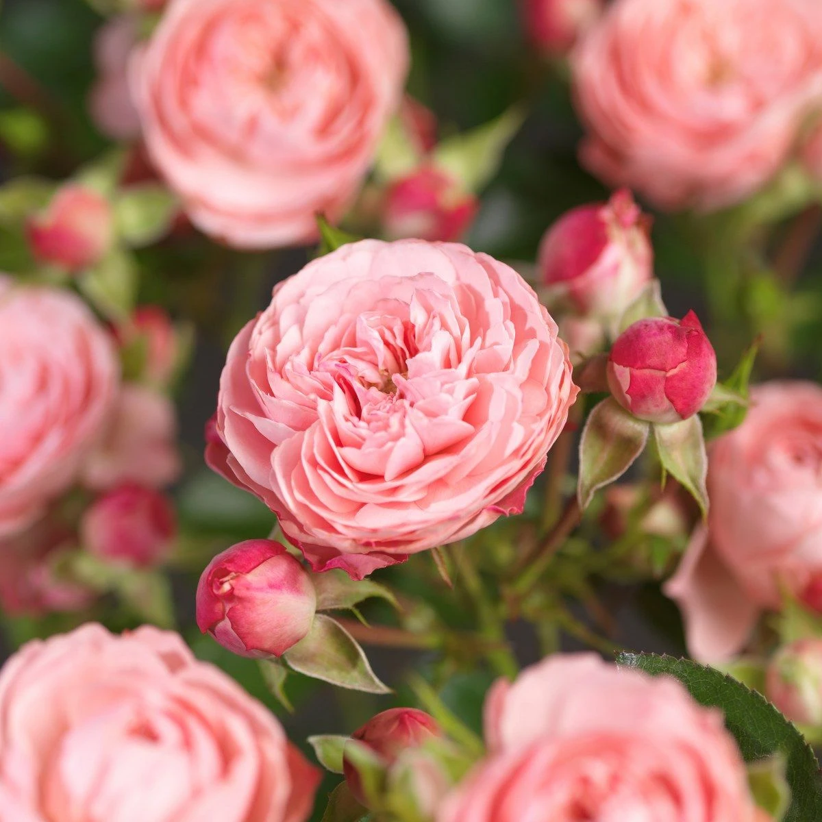 Trosroos 'Rose Meilove'® 5 Trosroos 'Rose Meilove'® - Afbeelding 5