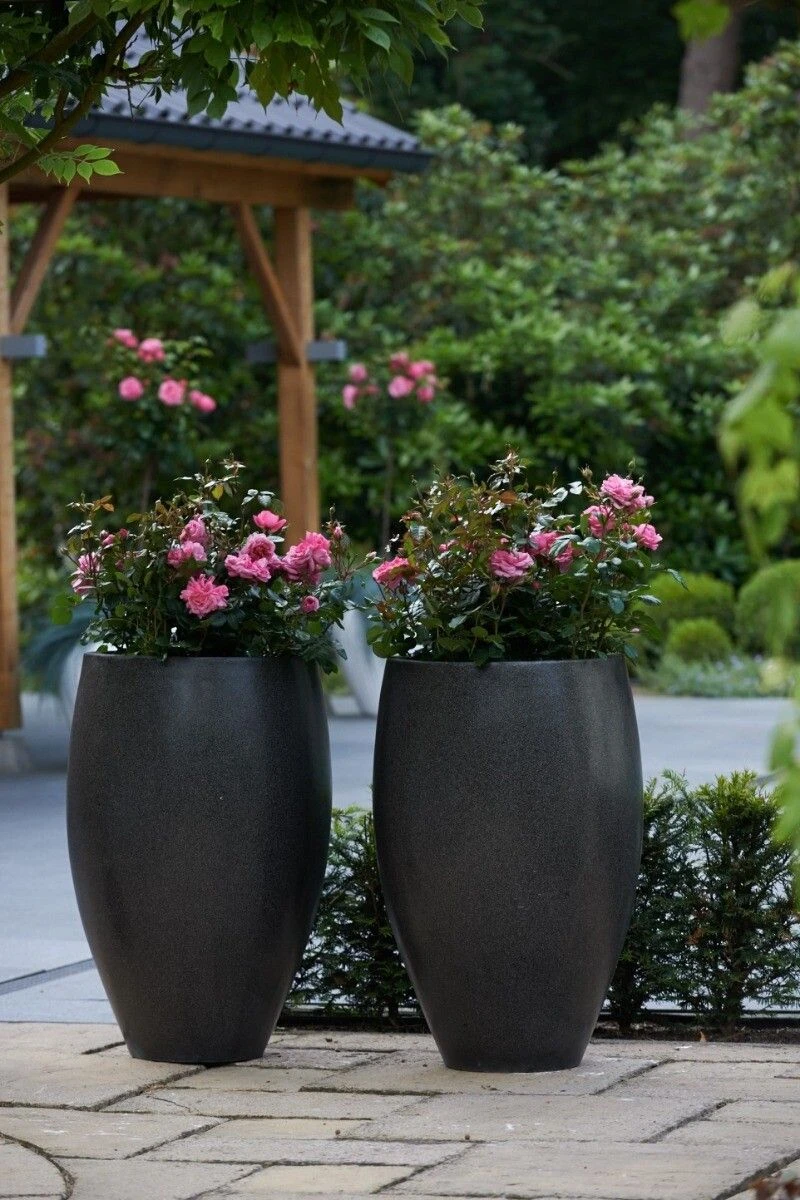 Trosroos 'Rose Meilove'® 4 Trosroos 'Rose Meilove'® - Afbeelding 4