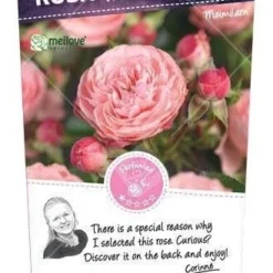 Trosroos 'Rose Meilove'®