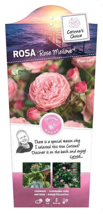 Trosroos 'Rose Meilove'® 1 Trosroos 'Rose Meilove'®