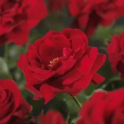 Klimroos 'Sympathie'® -Boom Ziel Verkoop rosa sympathy 2 8717665030403 tuinland