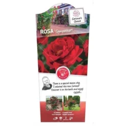 Klimroos 'Sympathie'®