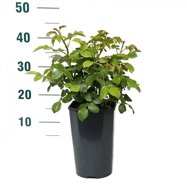 Trosroos 'Weisse Wolke'® 2 Trosroos 'Weisse Wolke'® - Afbeelding 2