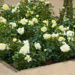 Trosroos 'Weisse Wolke'® 7 Trosroos 'Weisse Wolke'® -Boom Ziel Verkoop rosa weisse wolke 2 8720136131035 tuinland