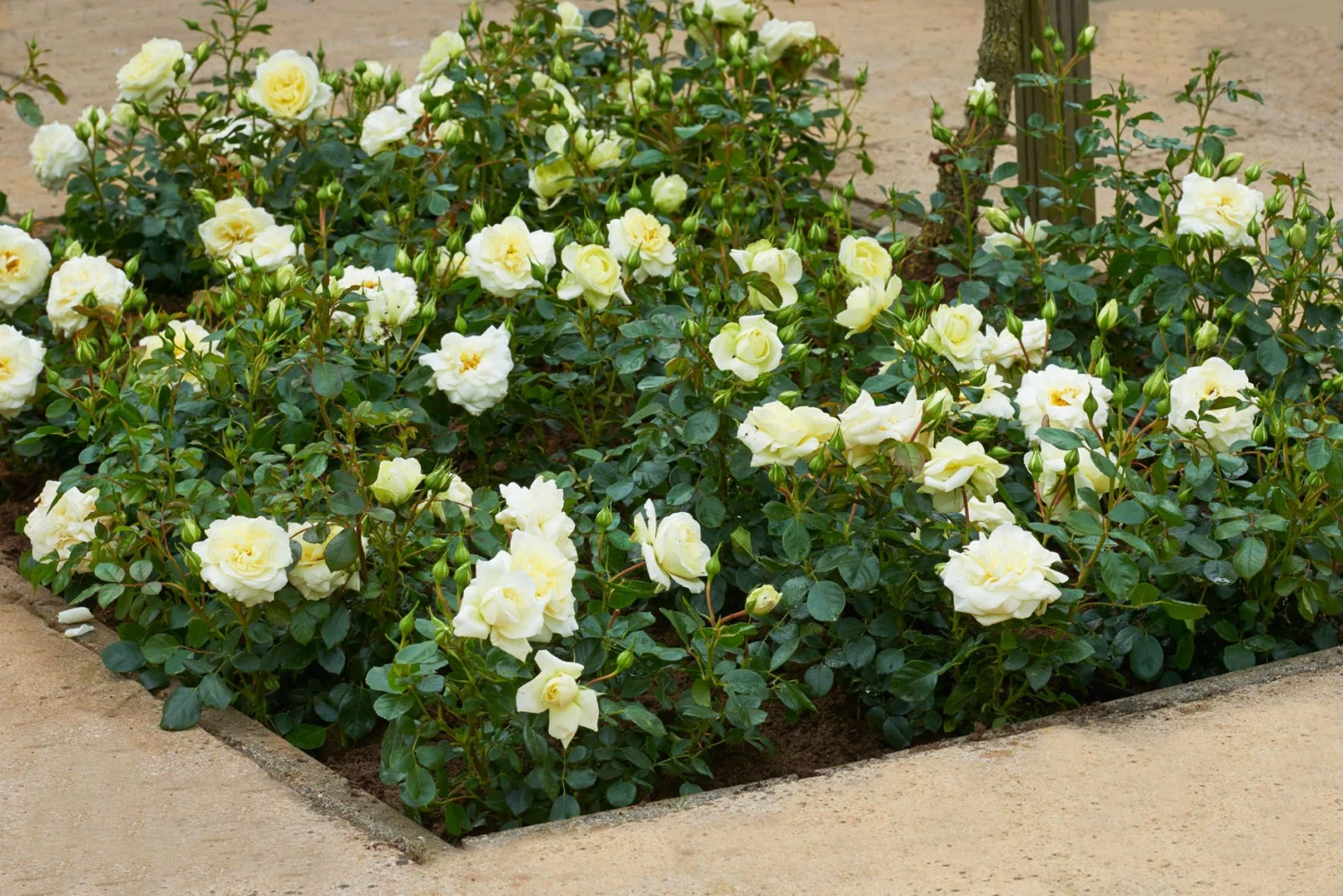 Trosroos 'Weisse Wolke'® 3 Trosroos 'Weisse Wolke'® - Afbeelding 3