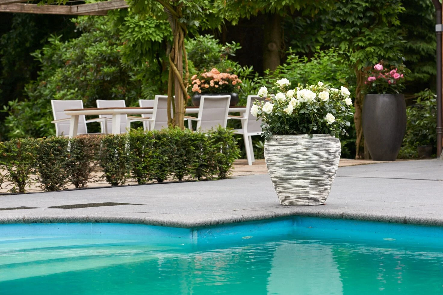 Trosroos 'Weisse Wolke'® 5 Trosroos 'Weisse Wolke'® - Afbeelding 5