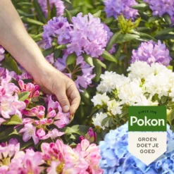 Pokon Rodo, Hortensia & Azalea Mest -Boom Ziel Verkoop tuinland pokon rodo hortensia en azalea mest sfeer 1