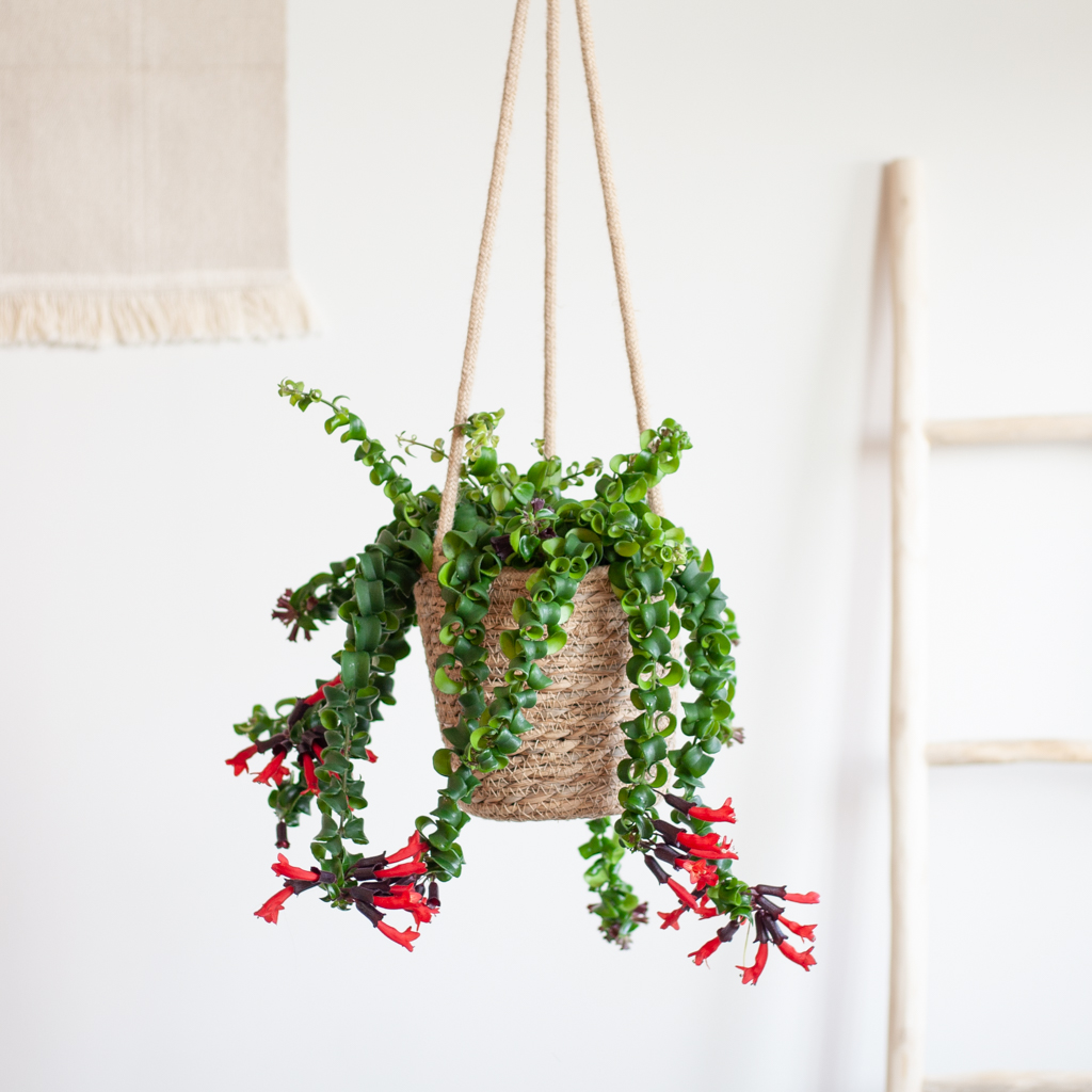 Boom Ziel Verkoop -Boom Ziel Verkoop 1