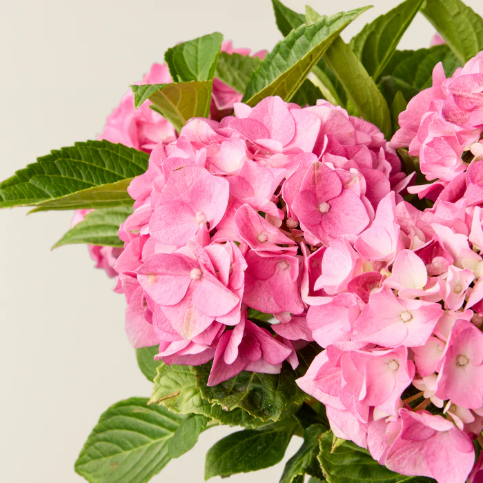 Boom Ziel Verkoop -Boom Ziel Verkoop 2